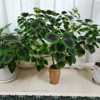 حسن یوسف بزرگ و درختچه ای