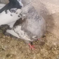 کبوتر بهبونی معاوضه با سهره