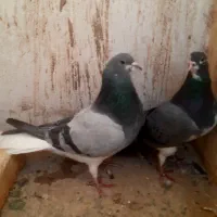 دمگیر جوجه خرقه|پرنده|اصفهان, جویباره|دیوار