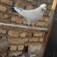 کبوتر کله دمسبز