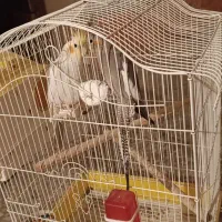 عروس با لوازم|پرنده|محمدیه-قزوین, |دیوار