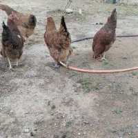 مرغ تخمگذار