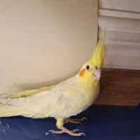 عروس هلندی گمشده دارای مژدگانی|حیوانات|رامشیر, |دیوار