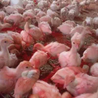 جوجه بیوتی|حیوانات مزرعه|اقبالیه, |دیوار