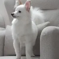 سگ پامرماده