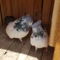 کبوتر کله دم سبز