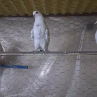 36 عدد کفتر آس کبوتر|پرنده|قرچک, زیبا شهر|دیوار