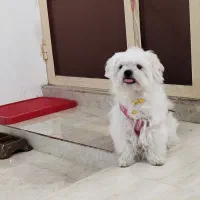 سگ پامر اشپیتز