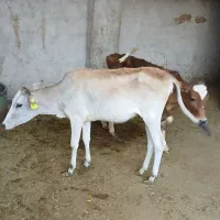 فروش دو عدد گوساله ماده