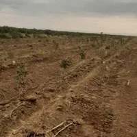 ۸هکتار زمین کشاورزی/باغ پسته/آب چاه عمیق|فروش دفتر صنعتی، کشاورزی، تجاری|نیشابور, هفده شهریور|دیوار