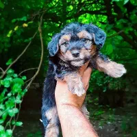 پودل کراس عروسکی