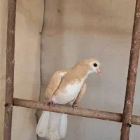 دمگیر زرد و خرقه