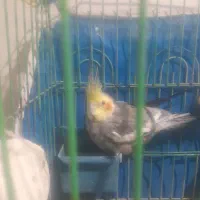 عروس هلندی با قفس