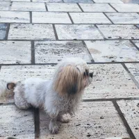 شیتزو سوپر فلت ماده معاوضه با رتوایلر یا طوطی|سگ|شیراز, شهرک گلستان|دیوار