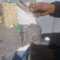 دو عدد دوکت نر|پرنده|سنندج, |دیوار