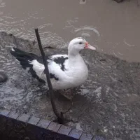 اردک اسرائیلی