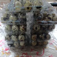 تخم بلدرچین