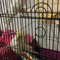 عروس هلندی|پرنده|صباشهر, |دیوار