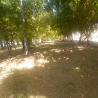 رانندگی تراکتور.آبیاری.کارگری کشاورزی انجام میدم