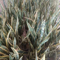 گل سانسوریا گلدان ۱۰ پر قد ۱۲۰