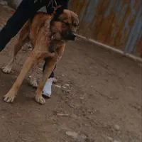 سگ.