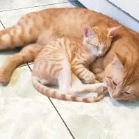 بچه گربه