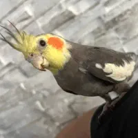 عروس هلندی نر