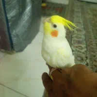 واگذاری پرنده قبول میشود
