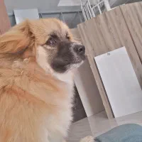 سگ پت|سگ|محمدشهر, سیدآباد|دیوار