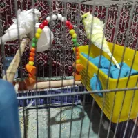 مرغ عشق|پرنده|سنندج, |دیوار