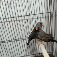 جفت فنچ اروپایی  شارکول و اورنج