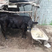 گاومحلی به همرا گوساله دورگ|حیوانات مزرعه|تنکابن, |دیوار