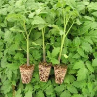 انواع نشا گوجه،بادمجان،فلفل تند و شیرین،خیار،کلم|خدمات باغبانی و درختکاری|مهرستان, |دیوار