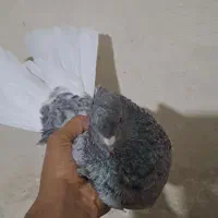 دم سفید رامشیر|پرنده|رامشیر, |دیوار