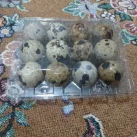 تخم بلدرچین