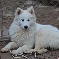 توله سامویید|سگ|کرمان, |دیوار