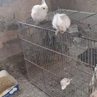 عروس هلندی مرواریدی نر  و  ماده آلبینو کارداد