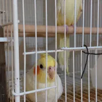 فروش عروس هلندی