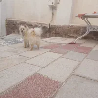 پامر