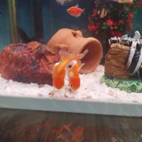 ماهی گلدفیش(۲عدد)