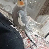 عروس هلندی نر دستی سخنگو