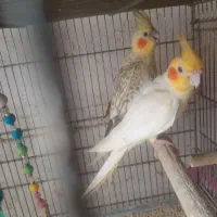 عروس هلندی بالغ وجوان