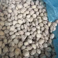 لوبیا چیتی(بذری)