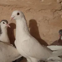 کفتر سفید آلمانی|پرنده|گلبهار, شهر جدید گلبهار|دیوار