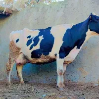 گاو|حیوانات مزرعه|سراوان, |دیوار