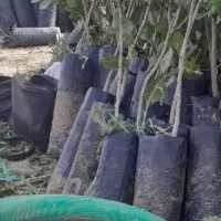 نهال پسته پیوندی وپایه