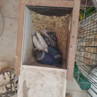 طوطی برزیلی
