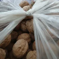 مغز سفید