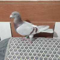 کبوترقوریی یامسجدی