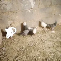 پنچ عدد کفتر|پرنده|هامون, |دیوار